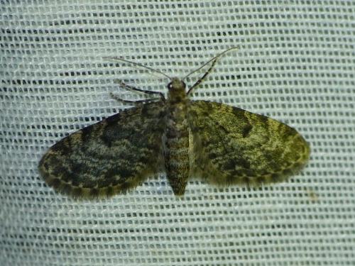 Réf. 244 538 : Eupithecia tantillaria